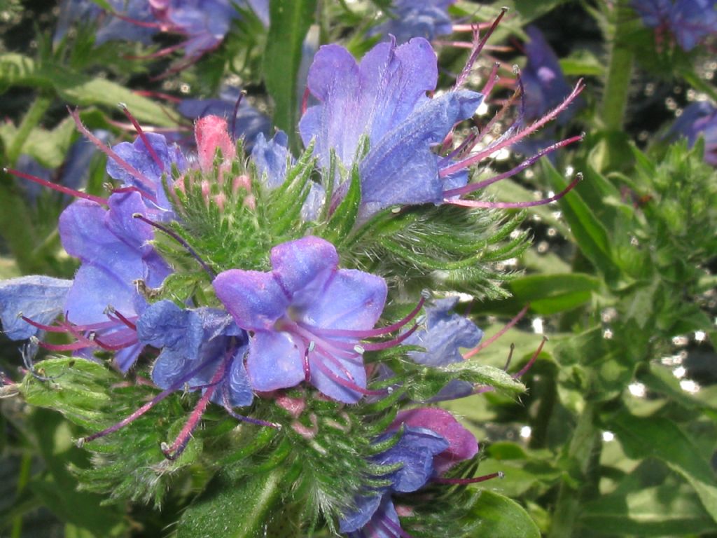 Echium vulgare?  Sì !