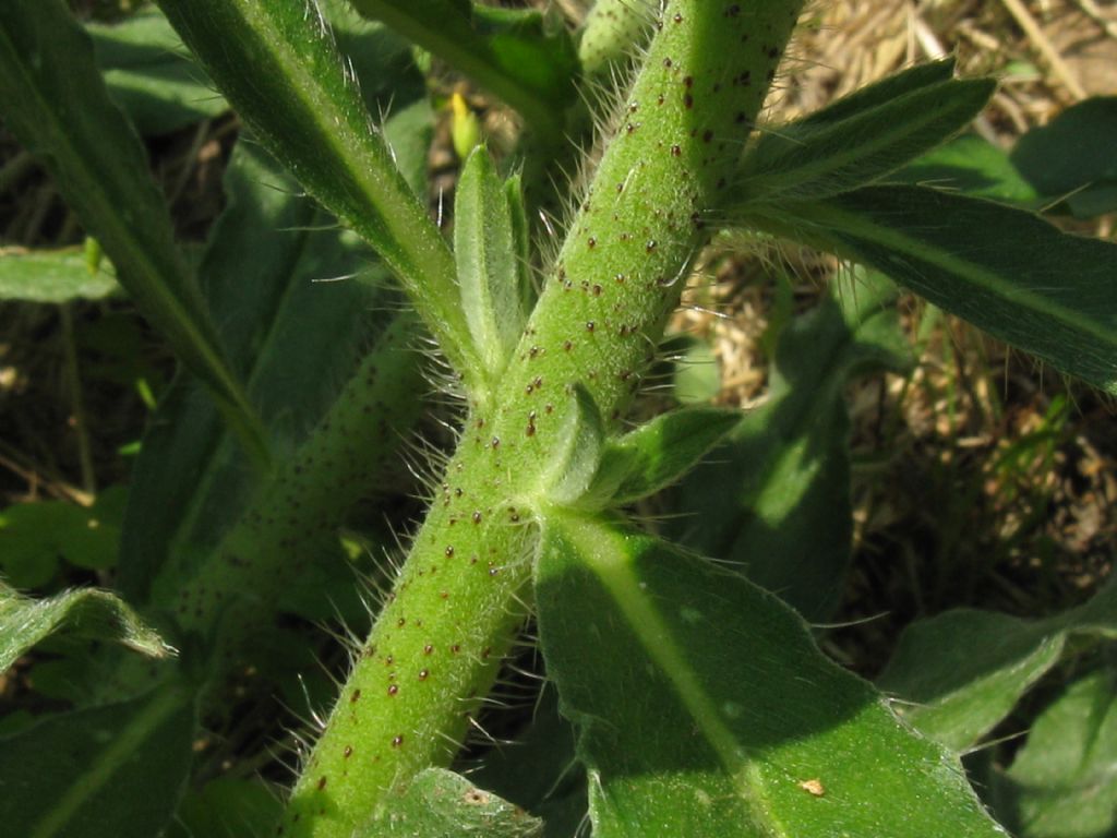 Echium vulgare?  Sì !