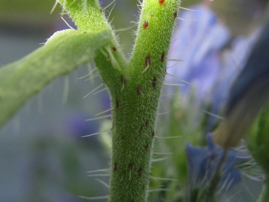 Echium vulgare?  Sì !