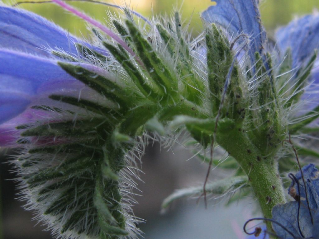 Echium vulgare?  Sì !