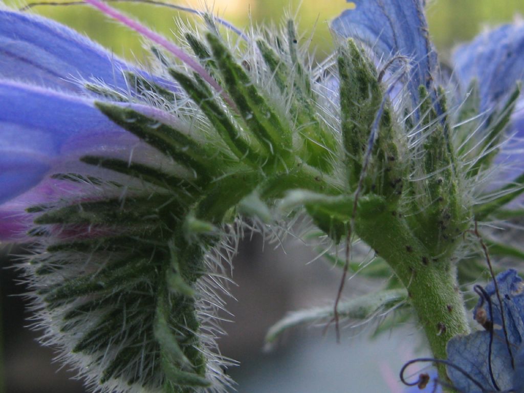 Echium vulgare?  S !