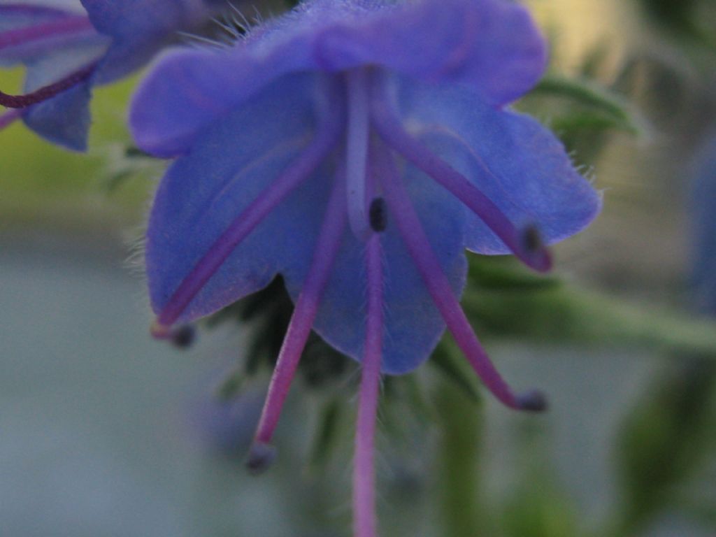 Echium vulgare?  Sì !