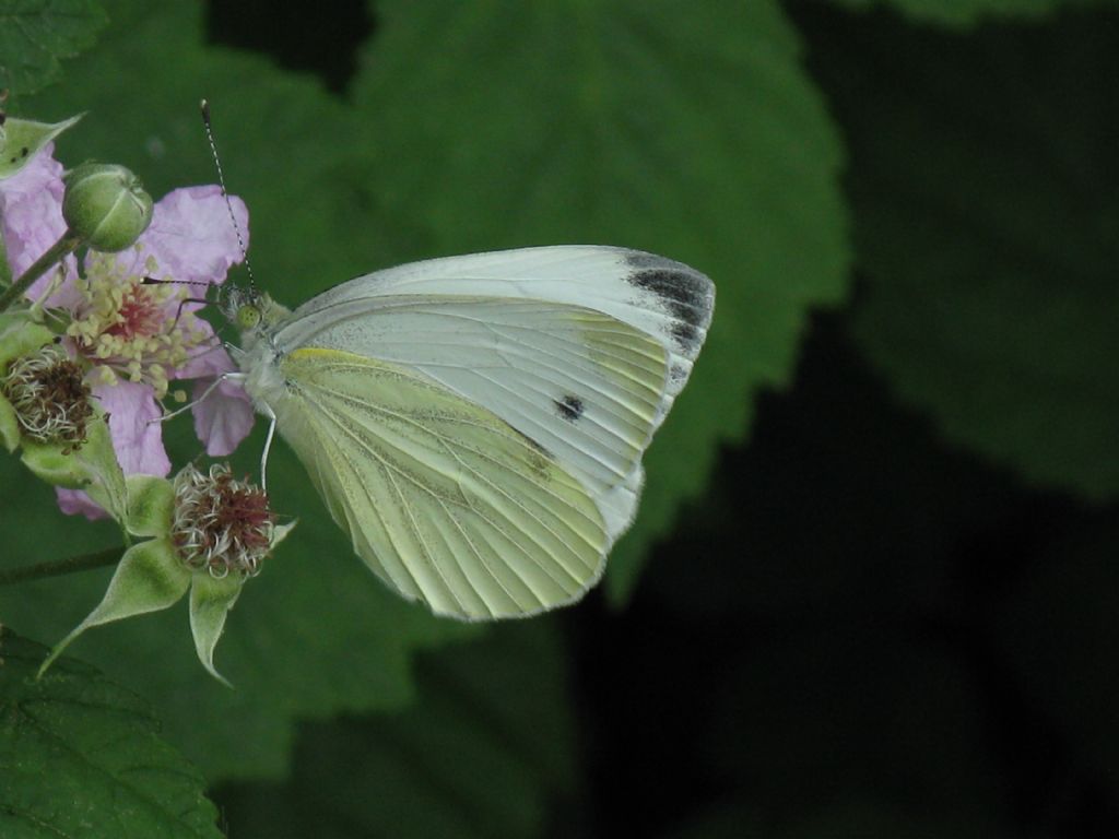 Pieris napi M?  S !