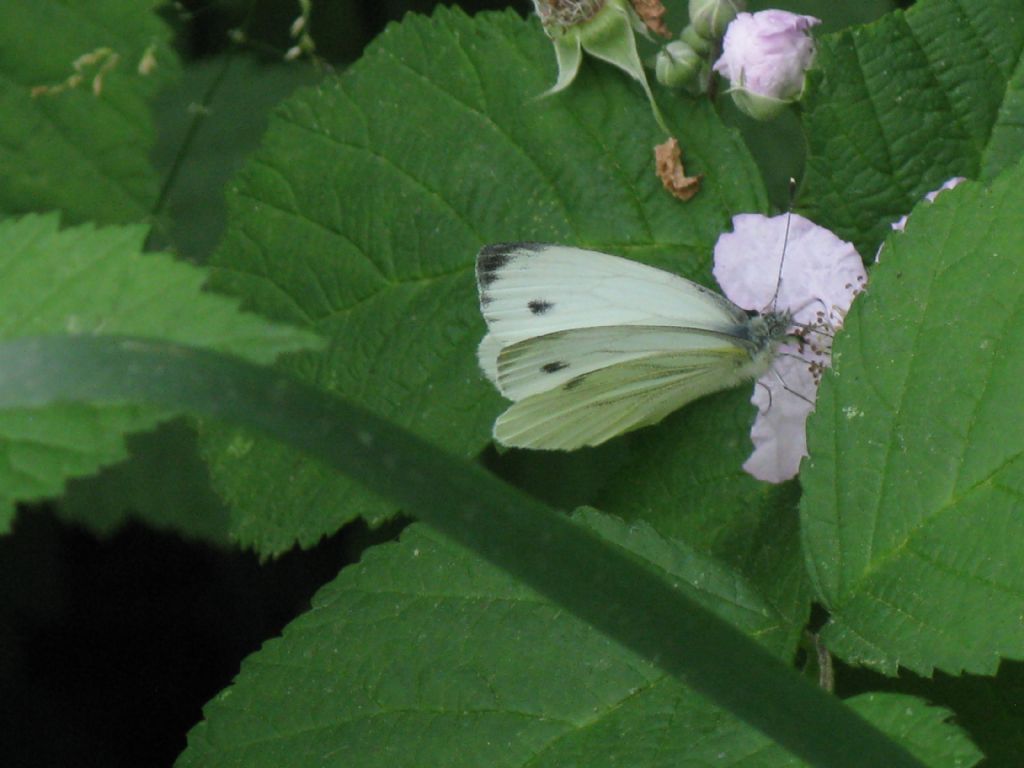 Pieris napi M?  S !