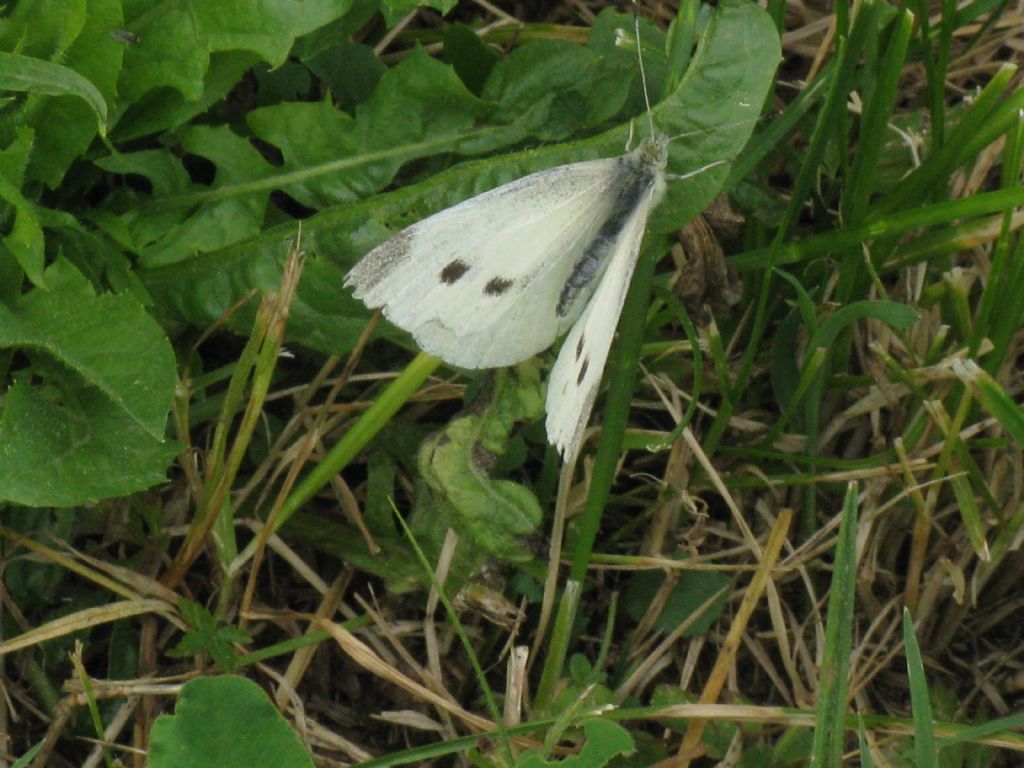 Pieris napi M - F ? Pieris rapae M - F ?  S !