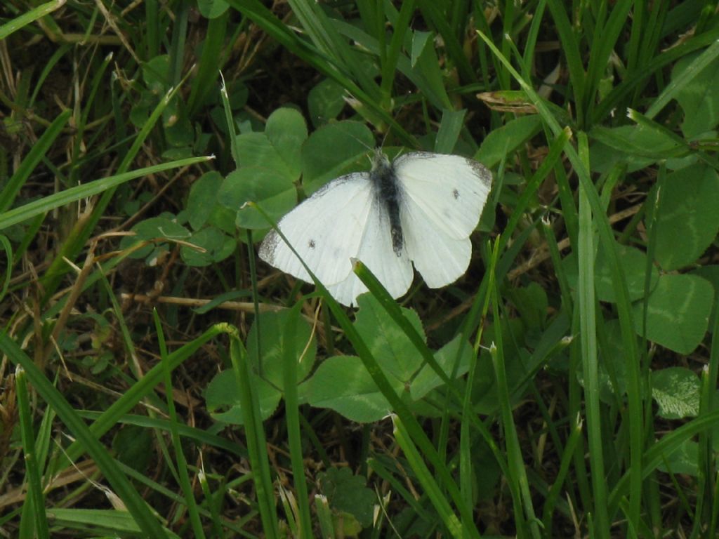 Pieris napi M - F ? Pieris rapae M - F ?  S !