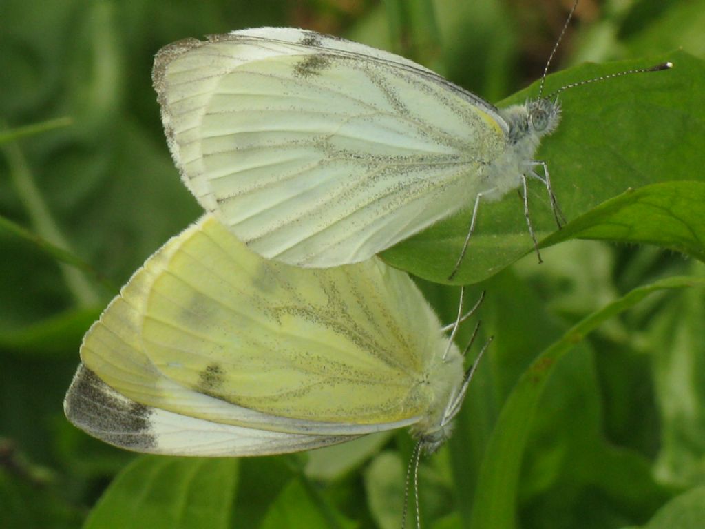 Coppia di Pieris napi?  S !