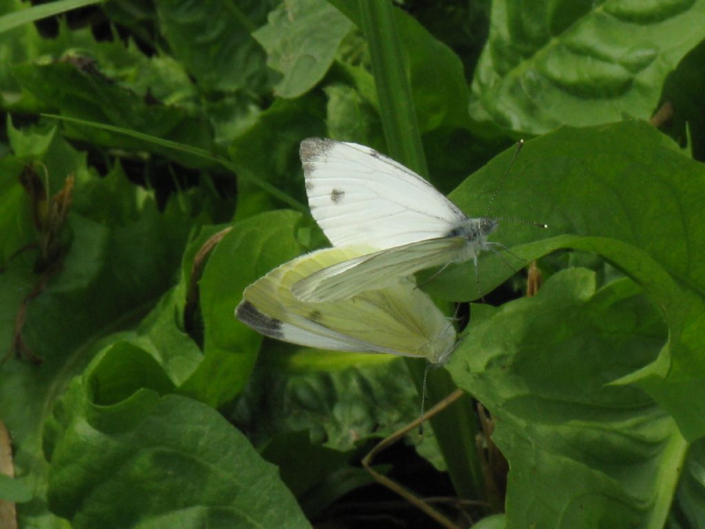 Coppia di Pieris napi?  S !