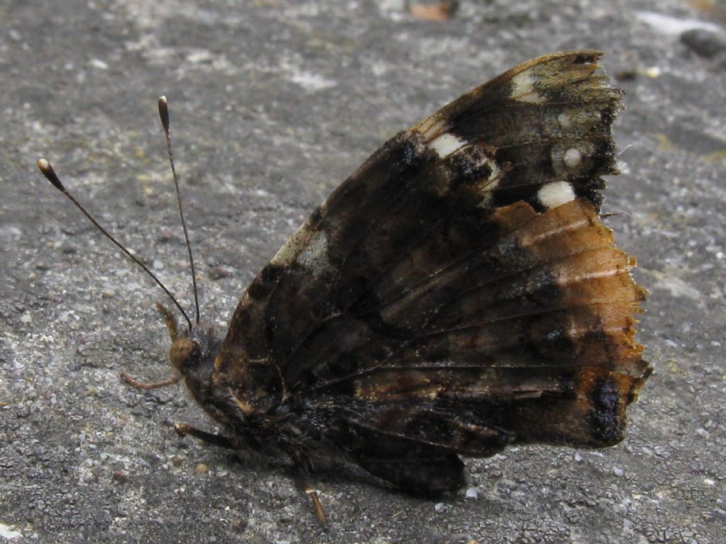 Vanessa atalanta? S