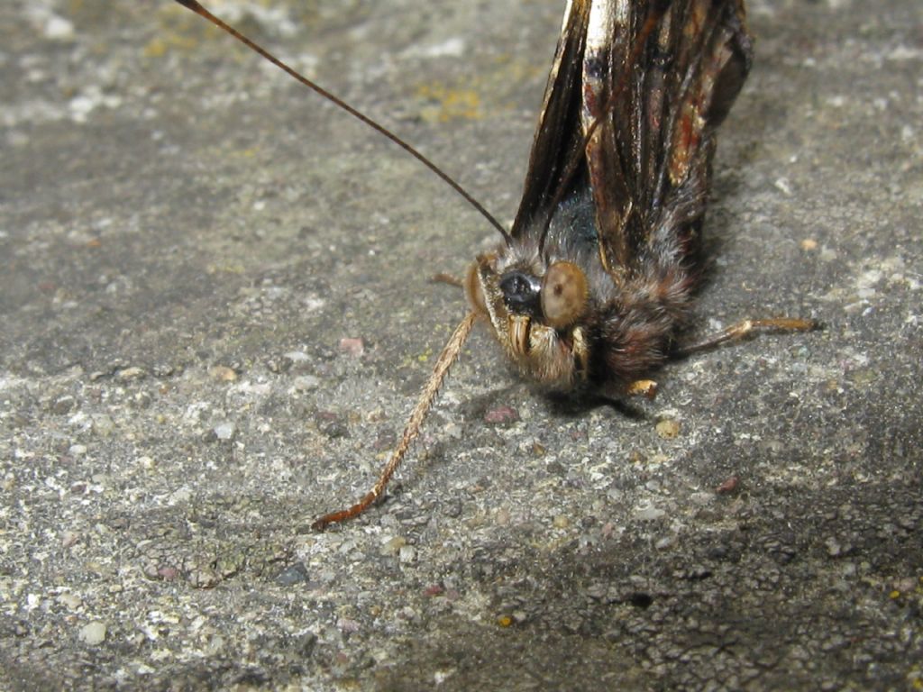 Vanessa atalanta? S