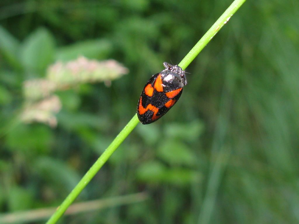 Cercopis vulnerata?  S !