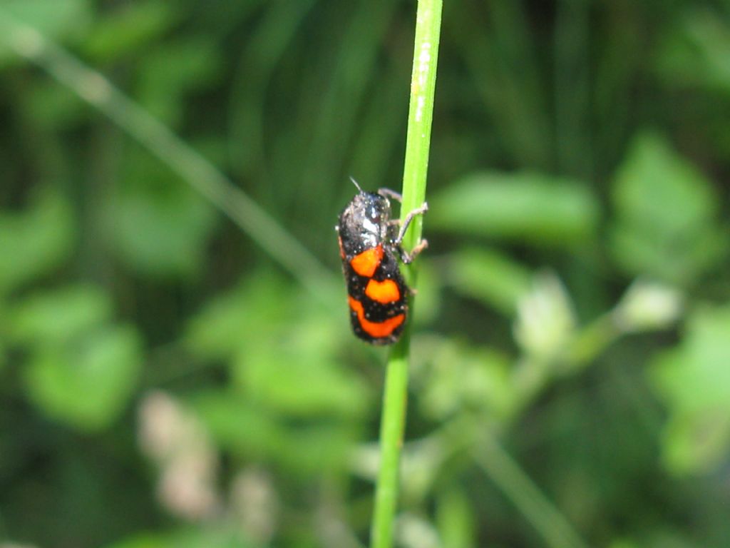 Cercopis vulnerata?  S !