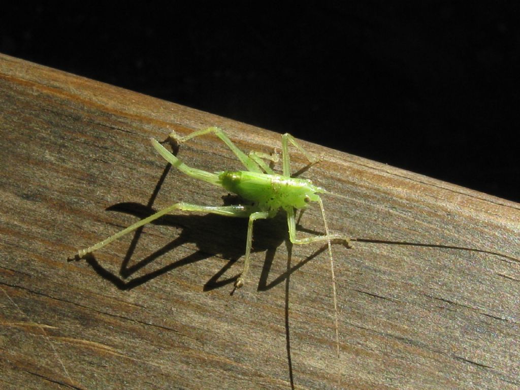 Meconema thalassinum (Meconematidae), femmina - stadio giovanile