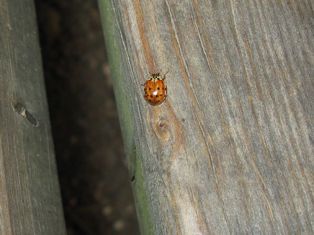 Coccinellidae: Harmonia quadripunctata? S