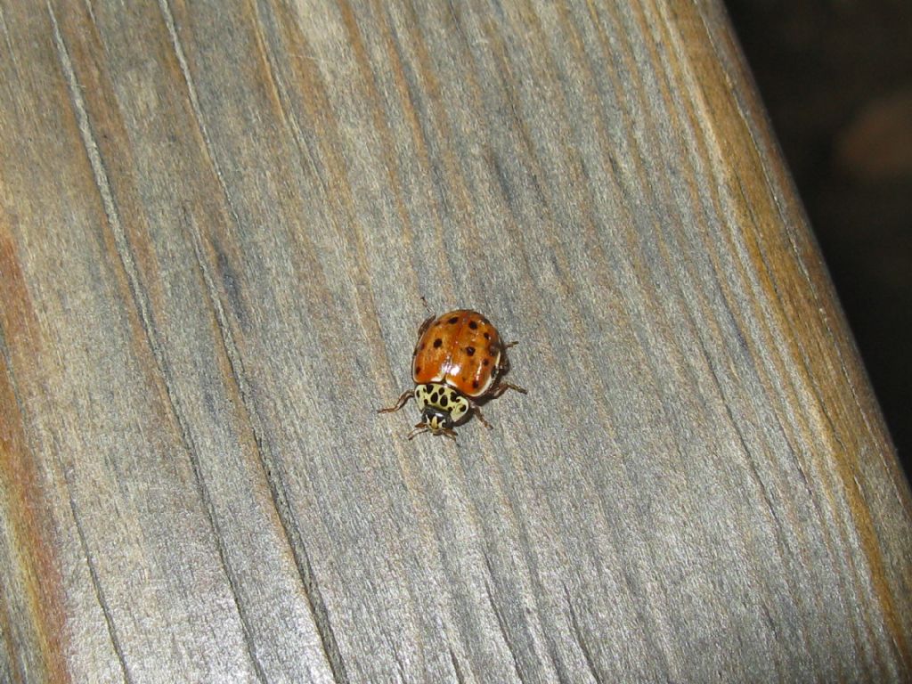 Coccinellidae: Harmonia quadripunctata? S