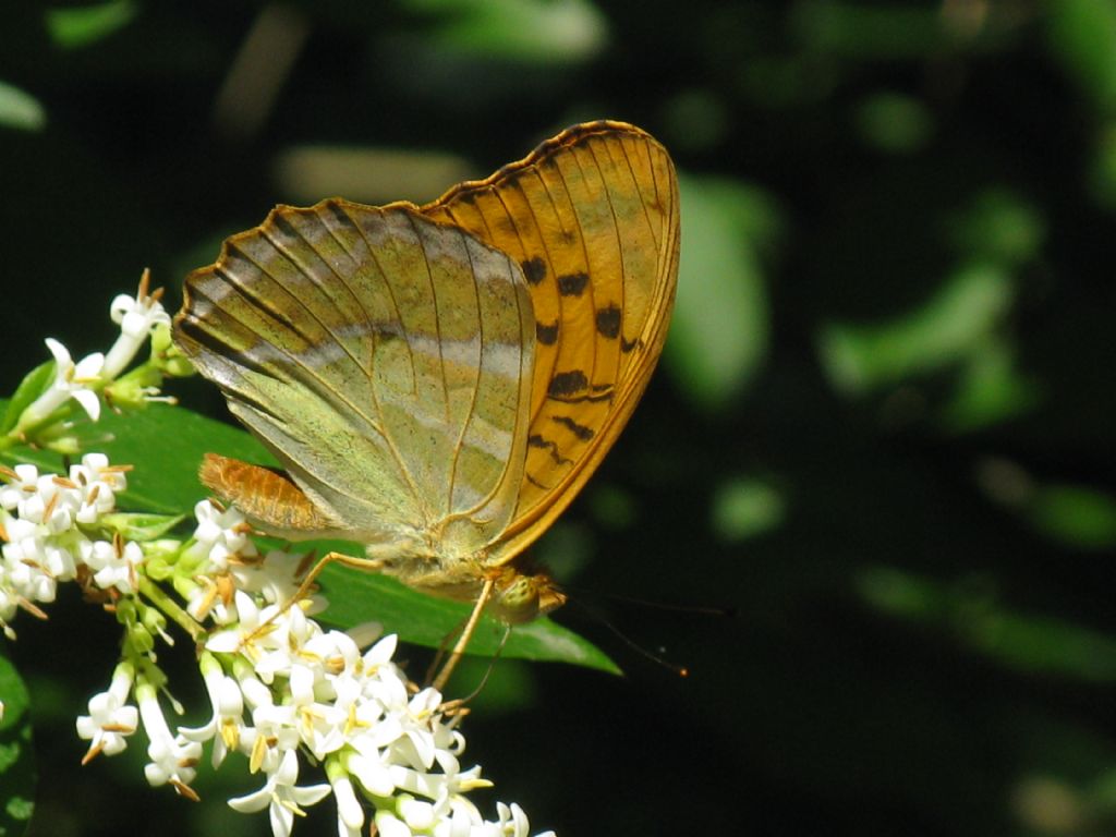 Argynnis...? M/F?  Argynnis paphia