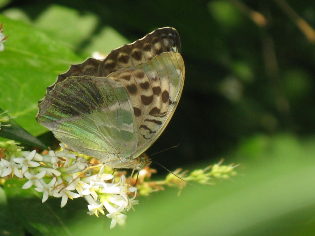 Argynnis...? M/F?  Argynnis paphia