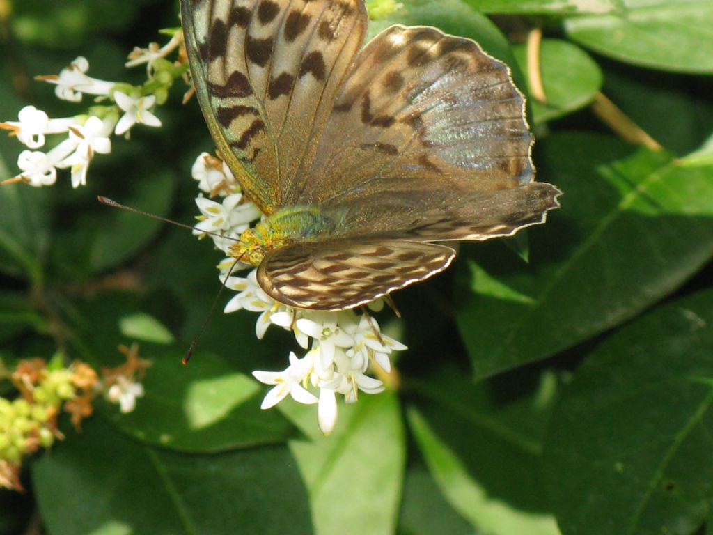 Argynnis...? M/F?  Argynnis paphia