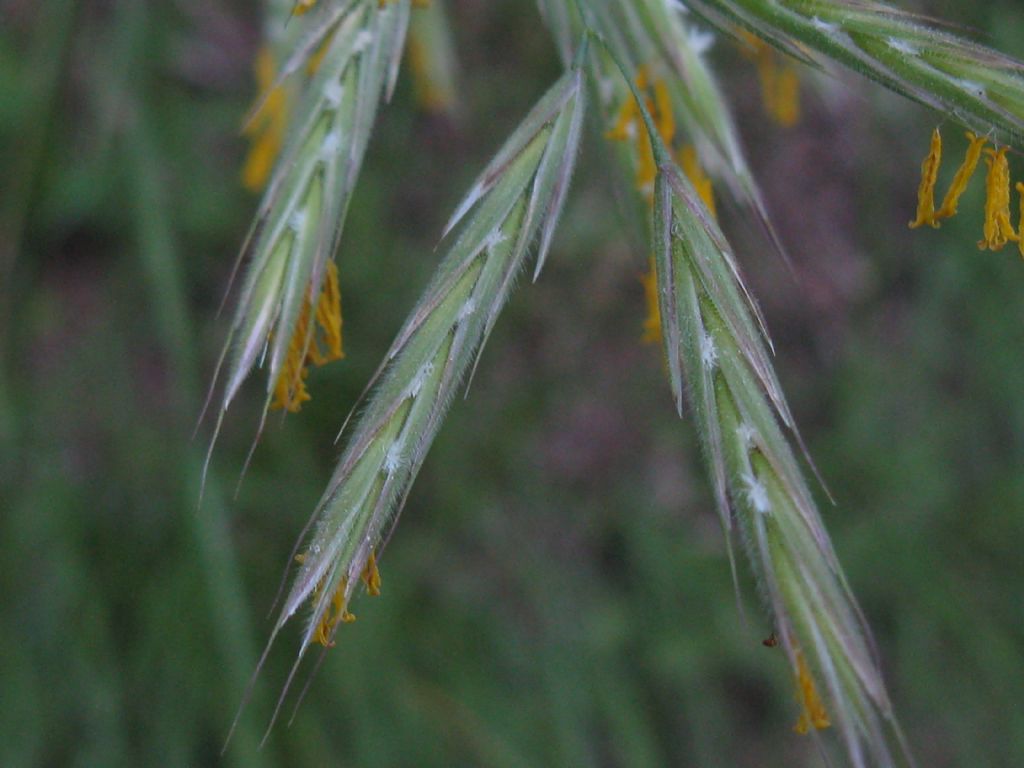 Poaceae: cfr. Bromopsis sp.