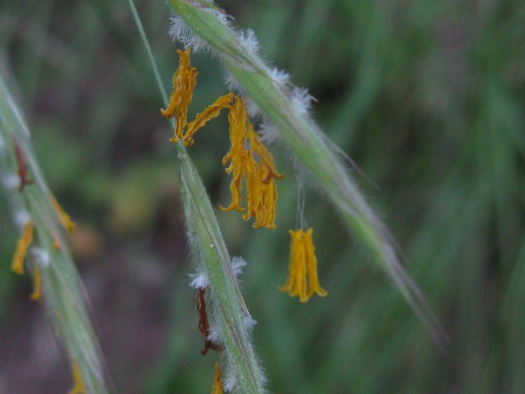 Poaceae: cfr. Bromopsis sp.