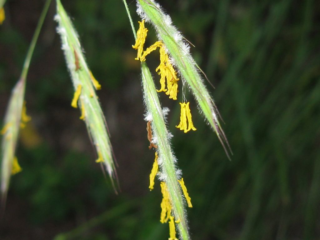 Poaceae: cfr. Bromopsis sp.