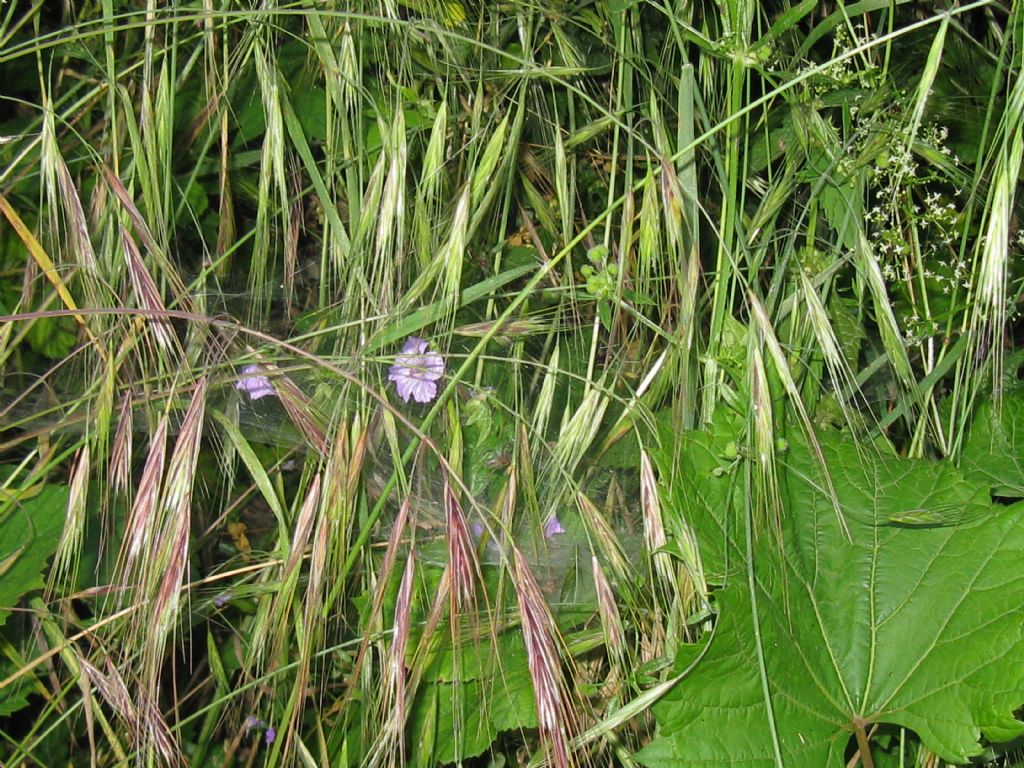 Anisantha tectorum (=Bromus tectorum)