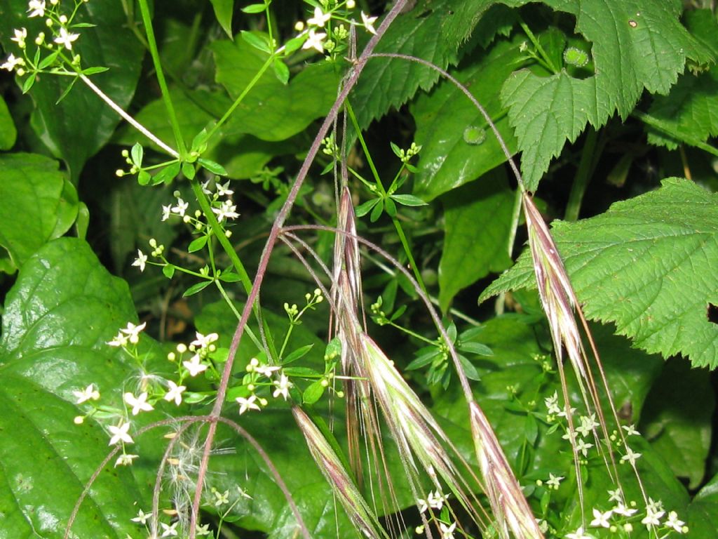 Anisantha tectorum (=Bromus tectorum)