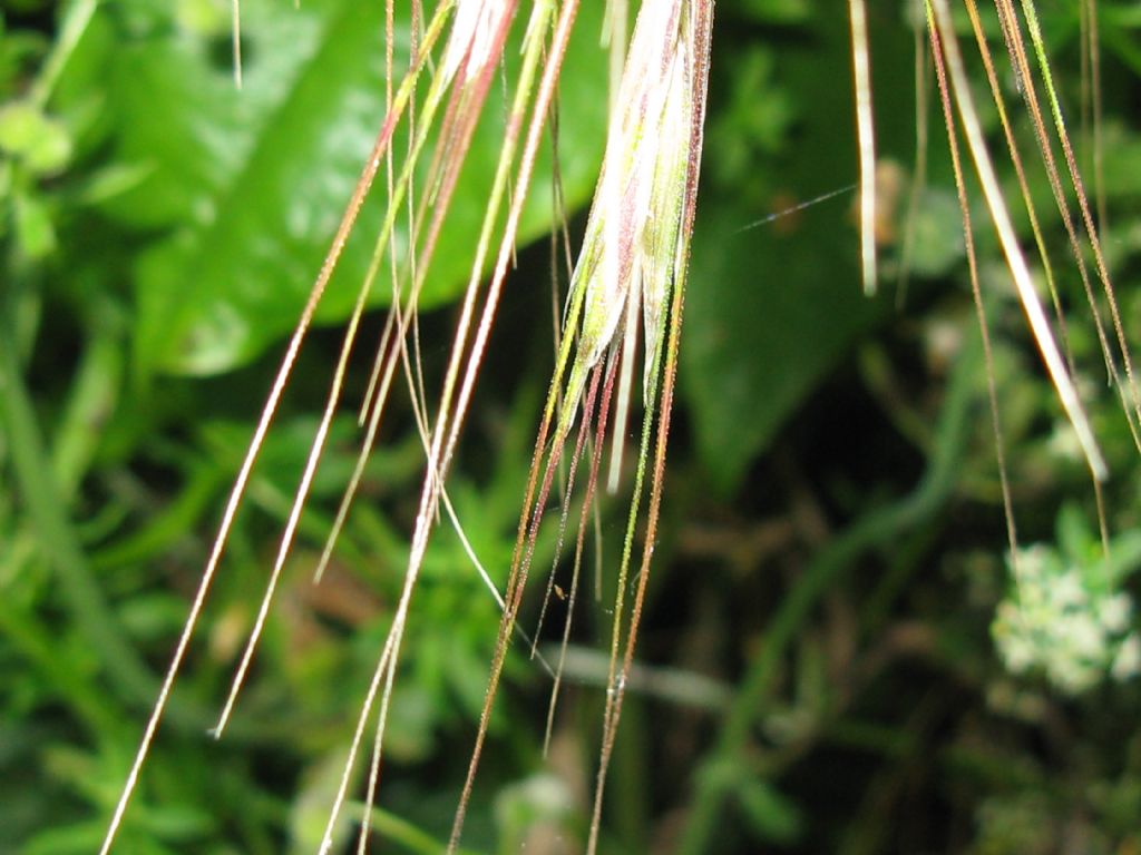 Anisantha tectorum (=Bromus tectorum)