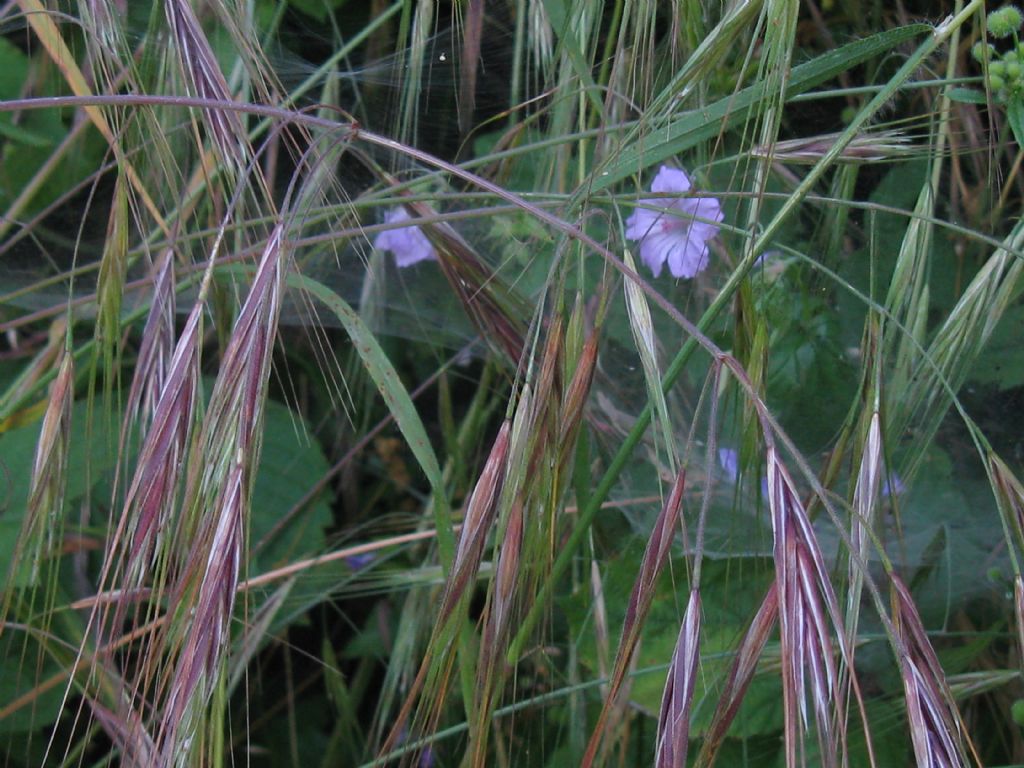 Anisantha tectorum (=Bromus tectorum)