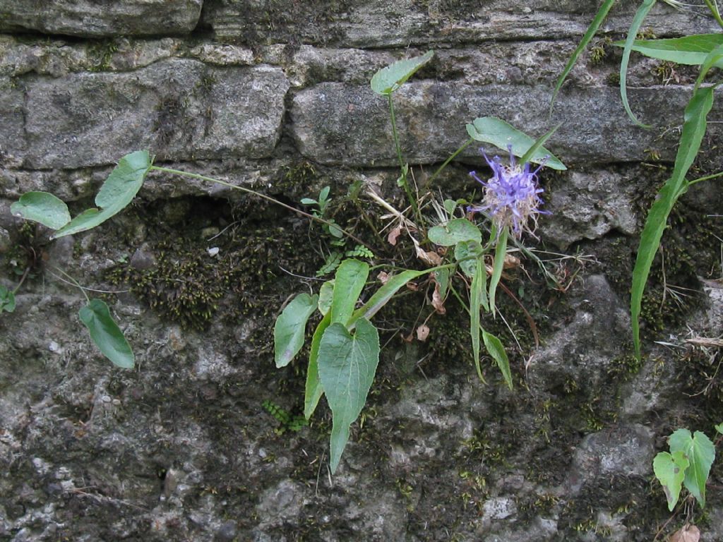 Phyteuma scheuchzeri (Campanulaceae)