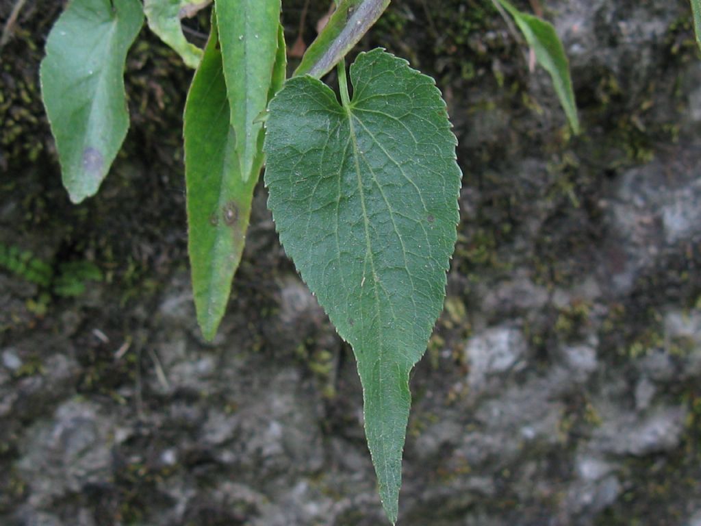Phyteuma scheuchzeri (Campanulaceae)