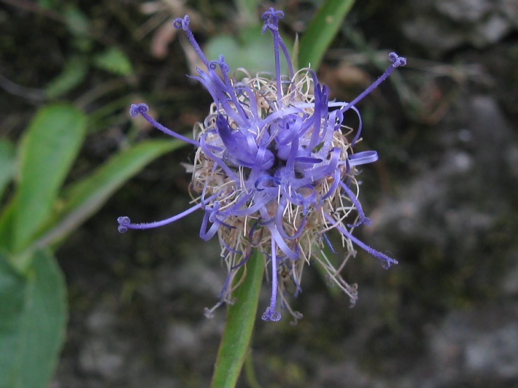 Phyteuma scheuchzeri (Campanulaceae)