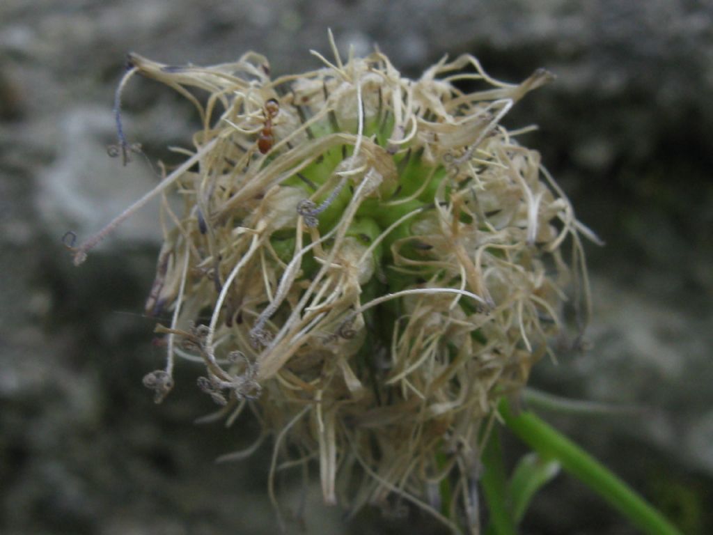 Phyteuma scheuchzeri (Campanulaceae)