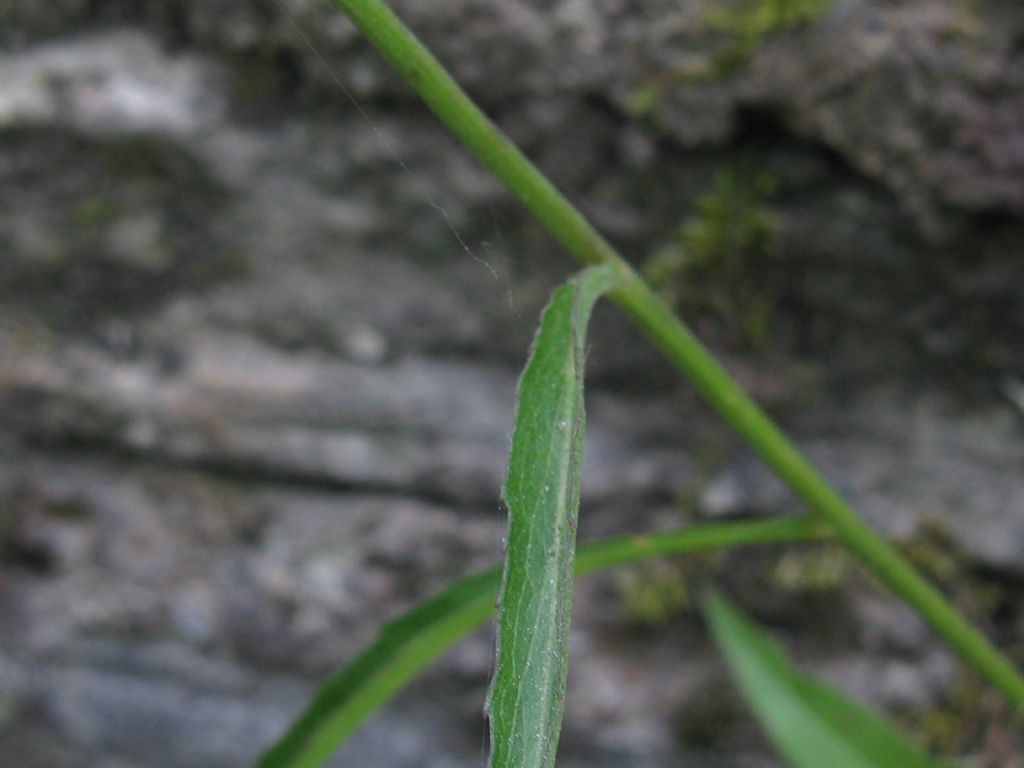 Phyteuma scheuchzeri (Campanulaceae)