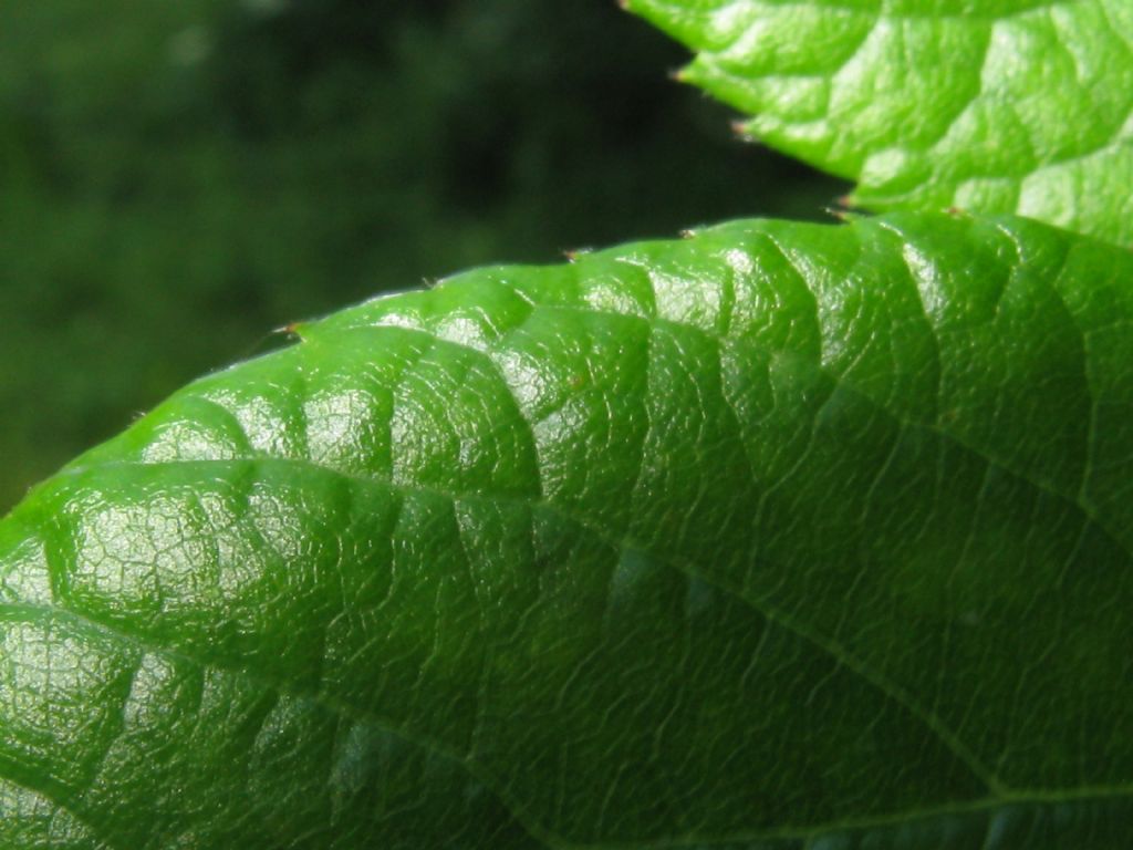 cv ''Inermis'' di Rosa multiflora