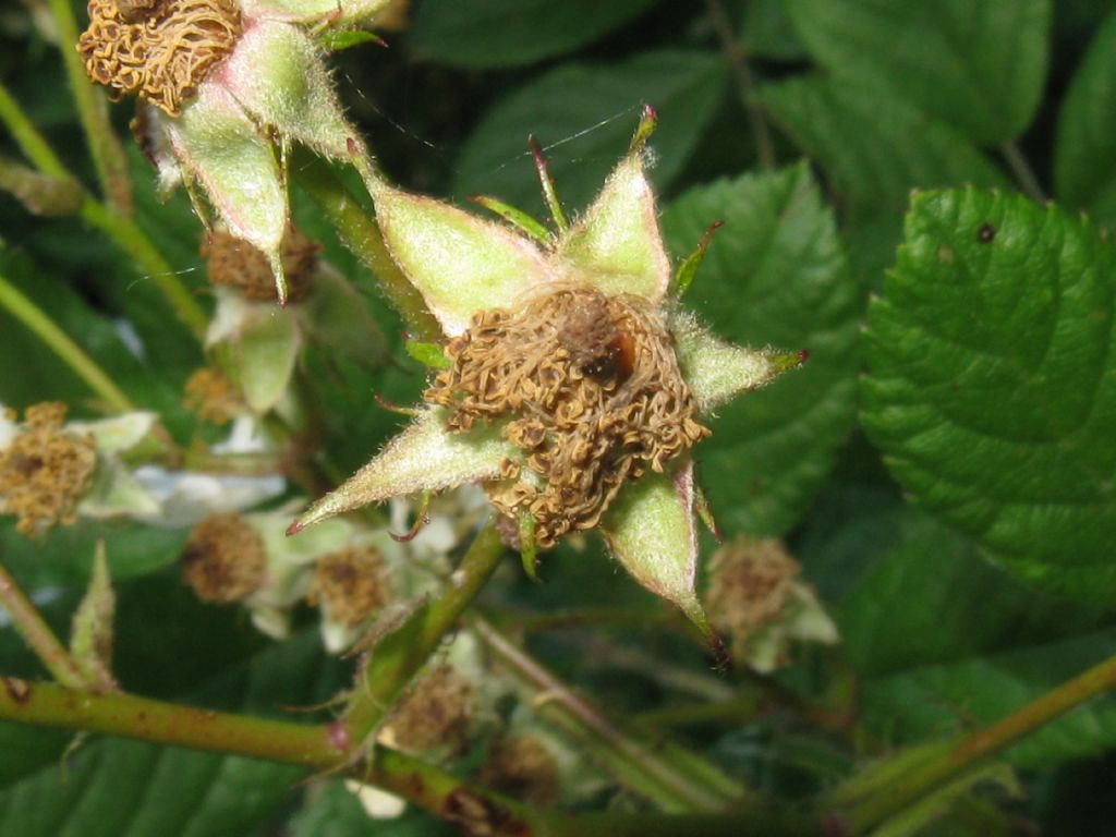 cv ''Inermis'' di Rosa multiflora