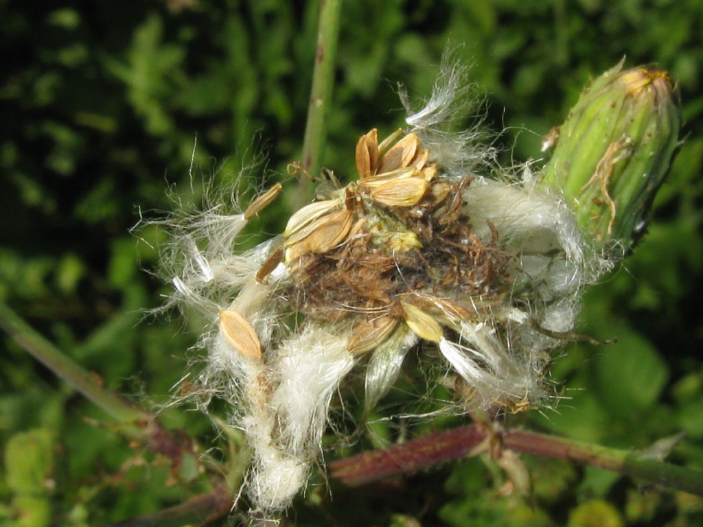 Sonchus asper