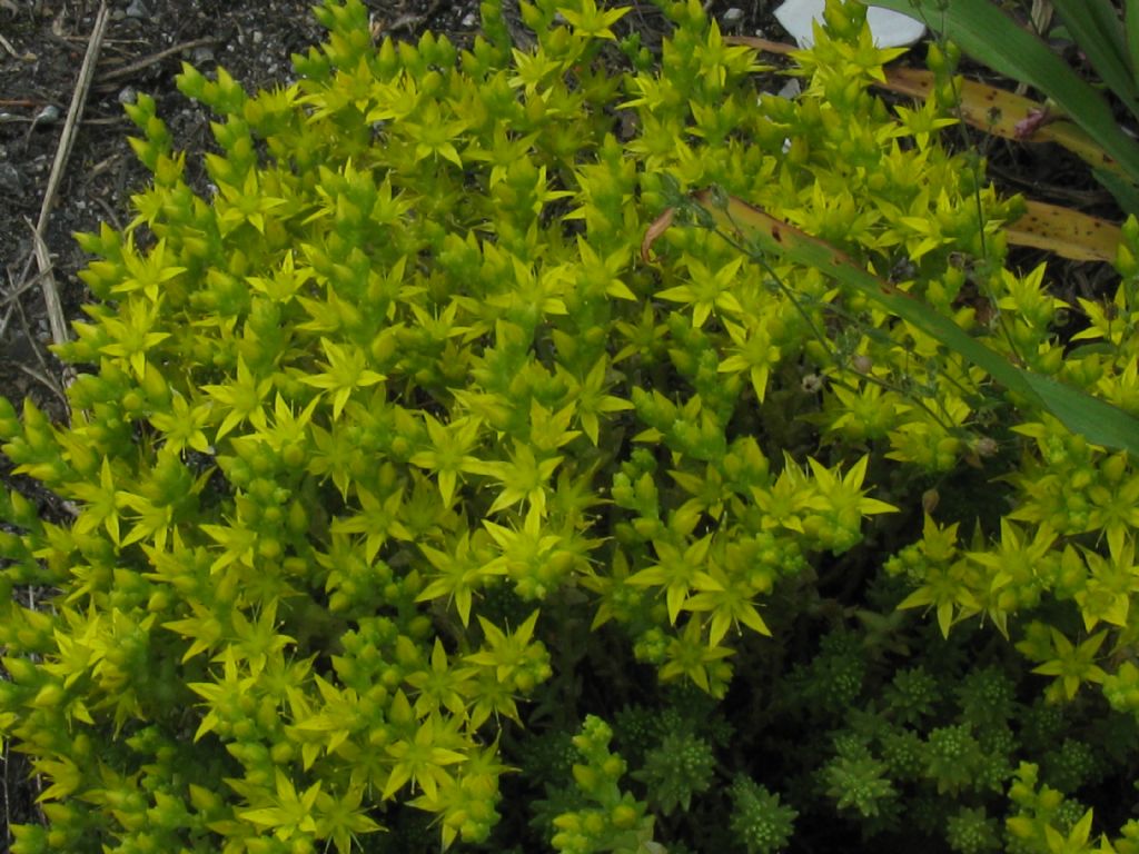 Sedum acre e  Sedum sexangulare