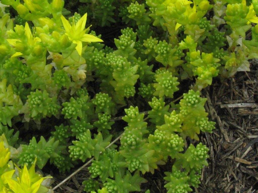 Sedum acre e  Sedum sexangulare