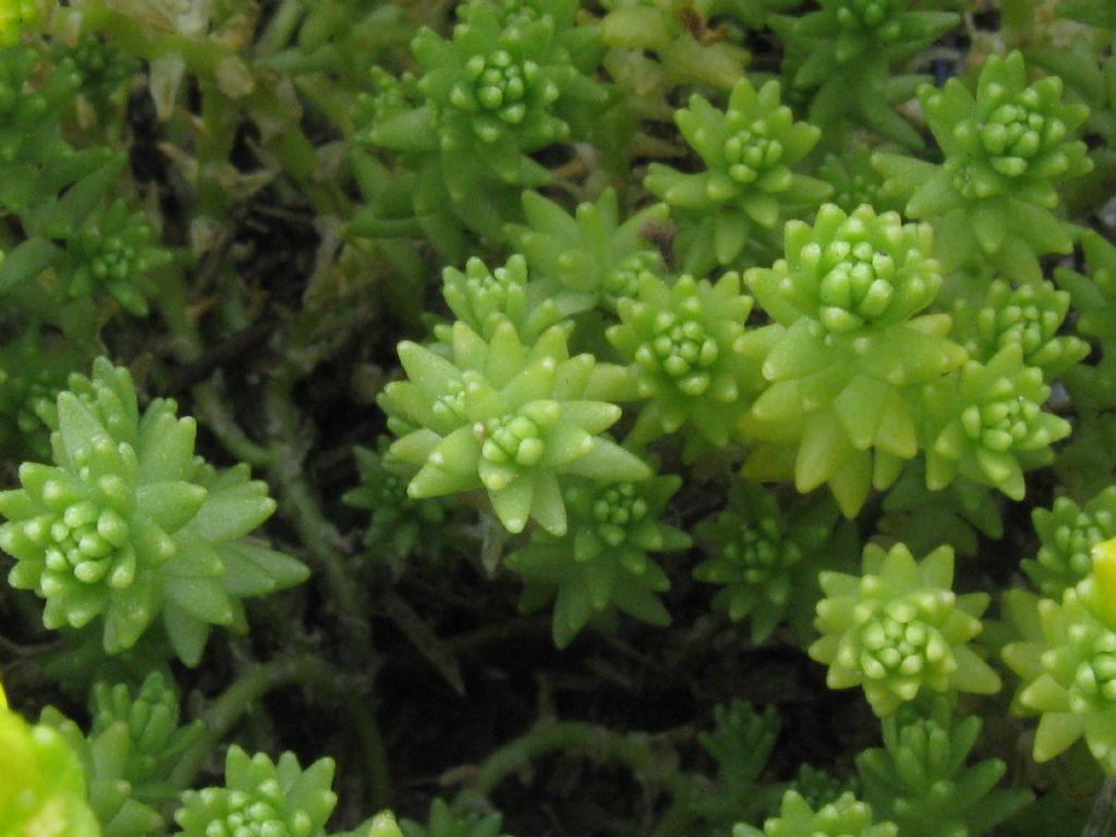 Sedum acre e  Sedum sexangulare