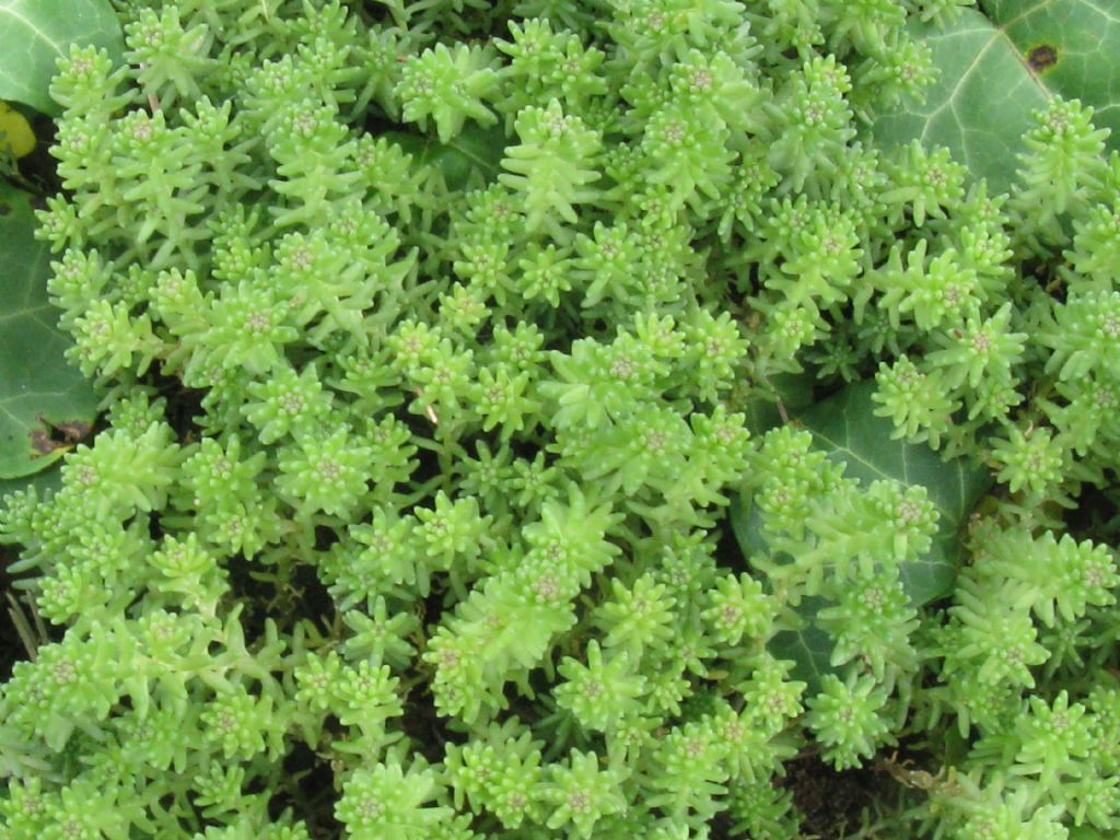 Sedum acre e  Sedum sexangulare