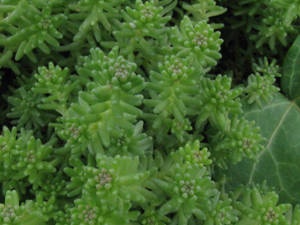 Sedum acre e  Sedum sexangulare