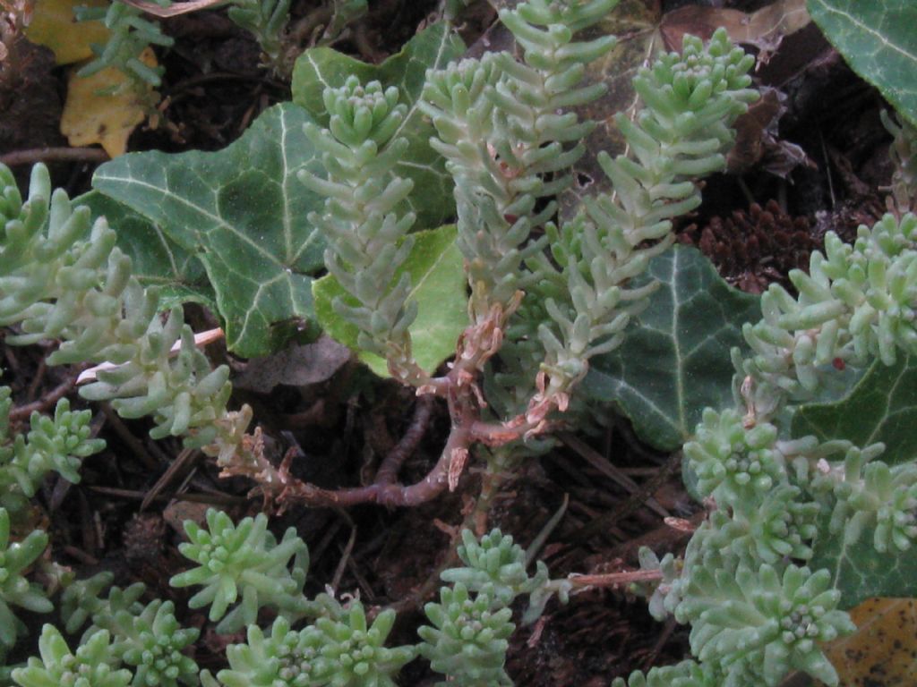 Sedum acre e  Sedum sexangulare