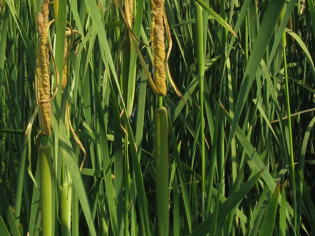 Typha angustifolia?...Typha sp. (T. angustifolia o T. domingensis)