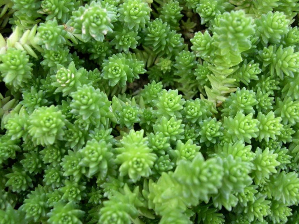 Sedum acre e  Sedum sexangulare