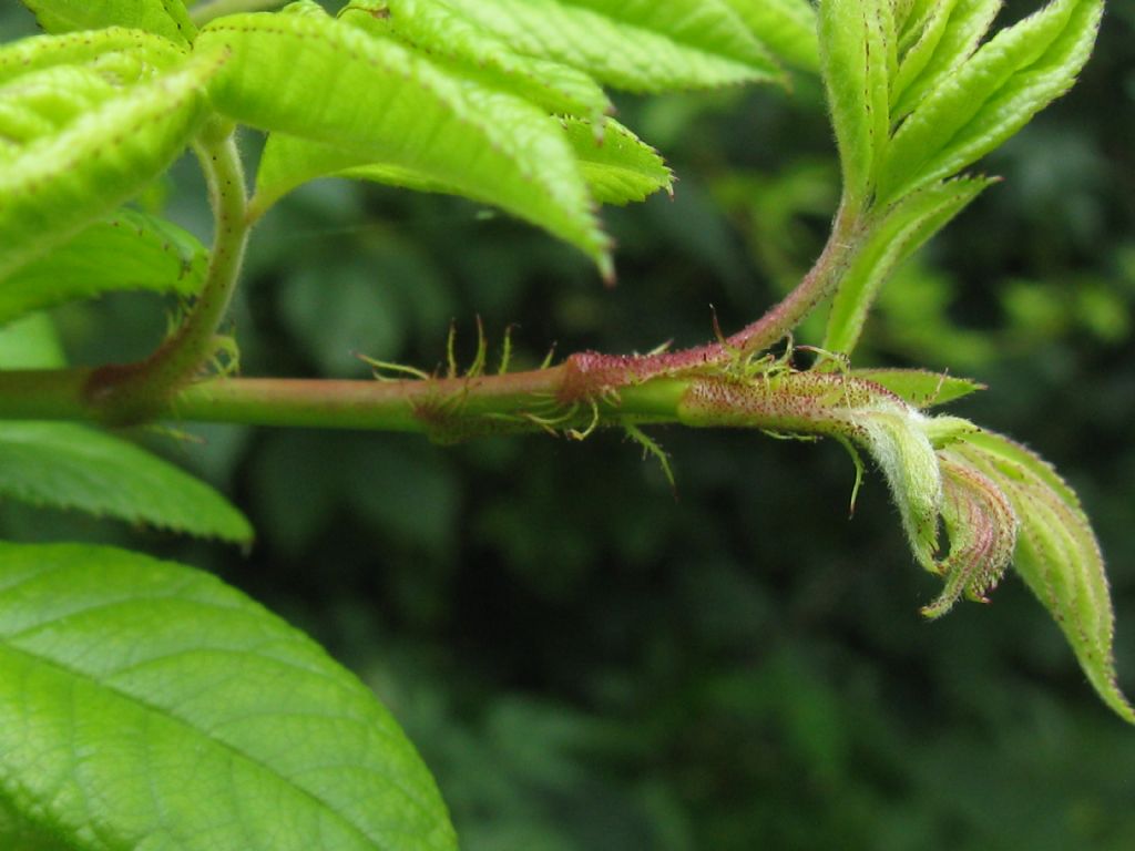 cv ''Inermis'' di Rosa multiflora