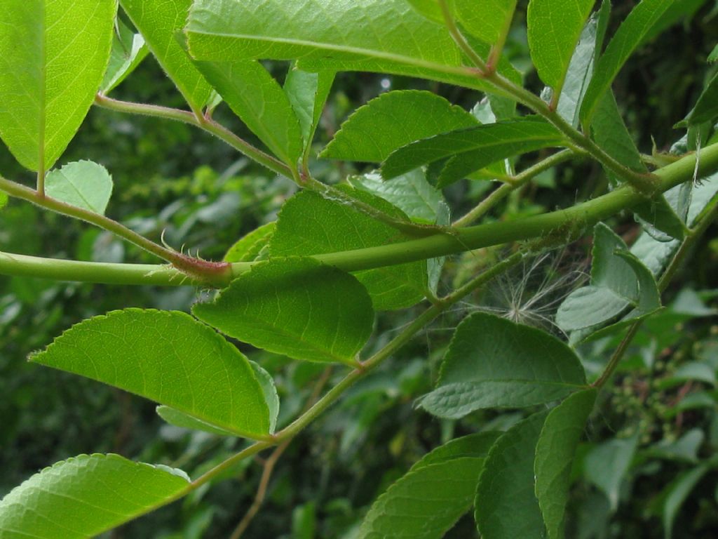 cv ''Inermis'' di Rosa multiflora