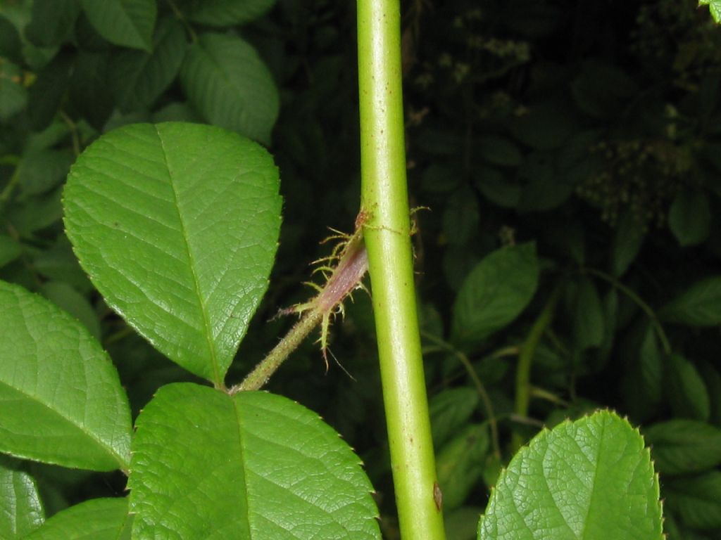 cv ''Inermis'' di Rosa multiflora