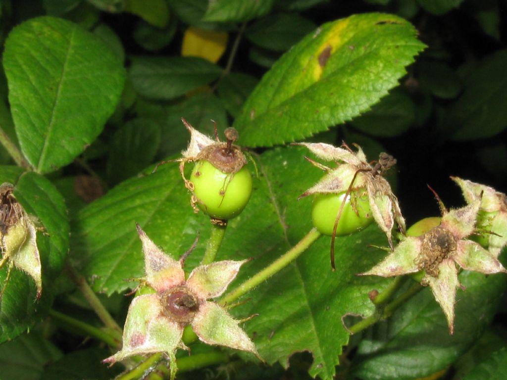 cv ''Inermis'' di Rosa multiflora