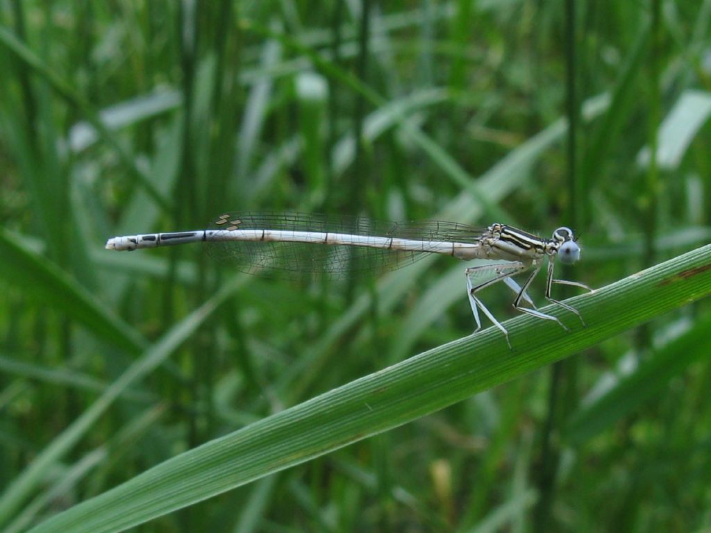 Platycnemis pennipes F? ...M !